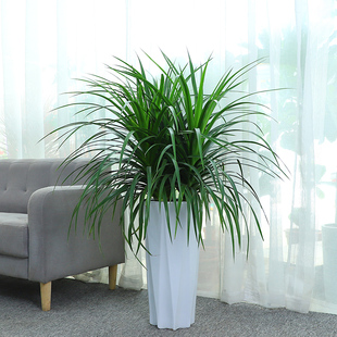 三株龙血c树龙须铁花卉植物室内好养活办公室客厅四季常青无锡盆