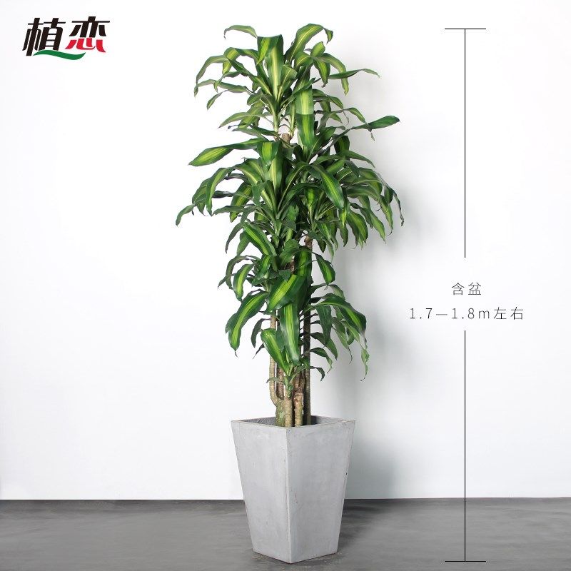 巴西铁 香龙血树盆栽大型室内客厅C办公室绿化植物观叶盆景 苏州,鲜花速递/花卉仿真/绿植园艺,大型绿植/成品组合盆栽,淘宝优惠券,粉丝福利购,淘宝优惠卷