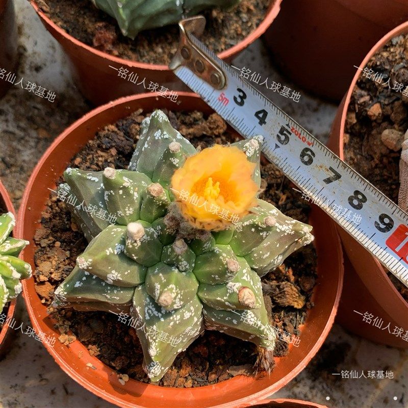 龟甲鸾凤玉 核桃鸾凤玉精品仙z人球办公室桌面防辐射绿植小盆栽,鲜花速递/花卉仿真/绿植园艺,多肉植物,淘宝优惠券,粉丝福利购,淘宝优惠卷