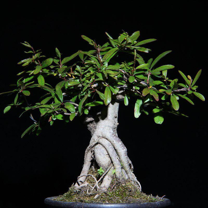 客厅茶几盆景小摆件苔藓小摆件植C物迷你盆景春节盆栽小叶石榴盆