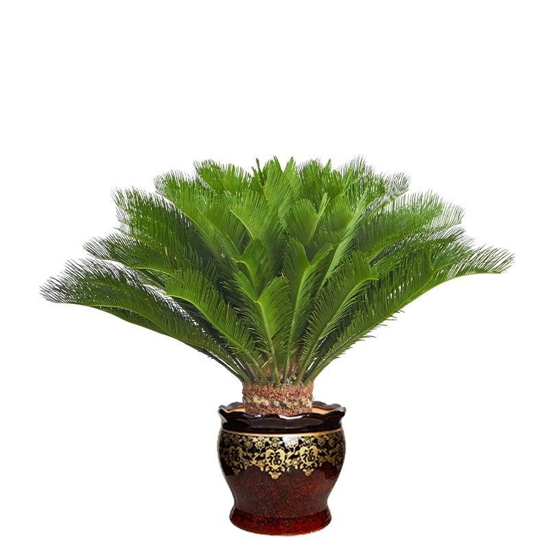 铁树盆栽大型苏铁客厅绿植办y公室盆景室内外墨西哥盆栽观叶植物,鲜花速递/花卉仿真/绿植园艺,大型绿植/成品组合盆栽,淘宝优惠券,粉丝福利购,淘宝优惠卷