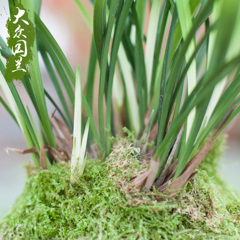 铁骨金刚兰花国兰盆栽兰花苗w带花苞兰草浓香四季兰名贵花卉国兰,鲜花速递/花卉仿真/绿植园艺,国兰/杂交兰/洋兰类,淘宝优惠券,粉丝福利购,淘宝优惠卷