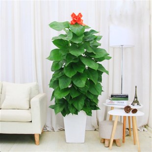 大叶绿萝a室内客厅大型观叶耐阴好养四季 常绿植盆栽净化空气吸甲