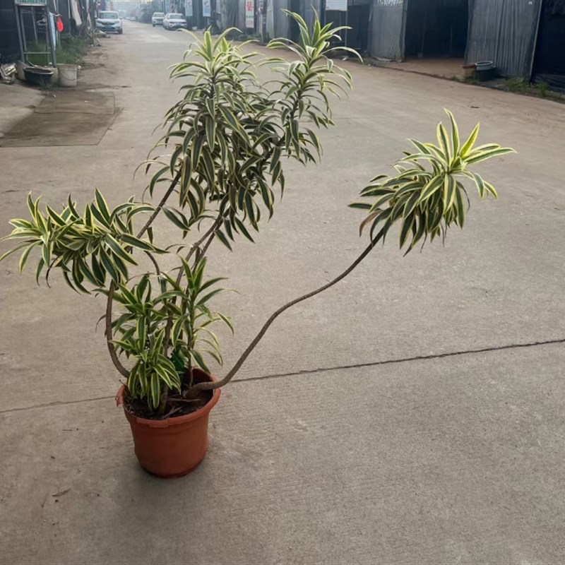 金边百合竹大盆栽客厅o办公室外造型绿植庭院观赏盆景室内净化植