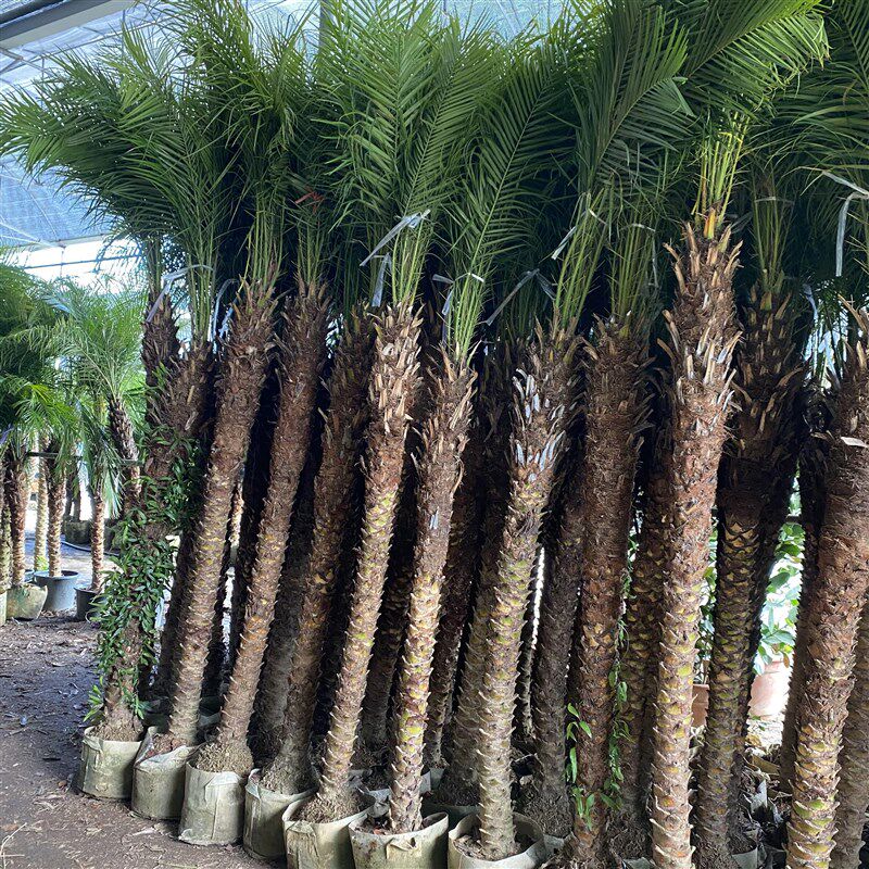 美丽针葵泰国椰子树盆栽刺葵棕榈C树室内大型绿植办公室客厅除甲