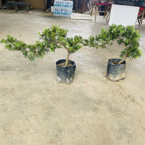 贵妃罗汉b松苗四季常绿贵妃罗汉松盆景阳台楼顶园林假一赔十