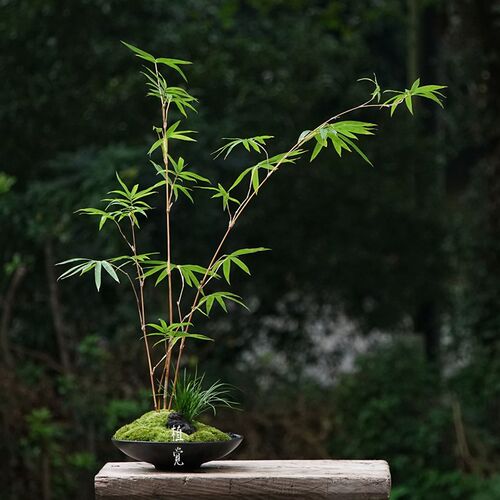植觉 绿筠造型组合盆栽造景盆栽绿植办公室N桌面植物盆景花卉景观