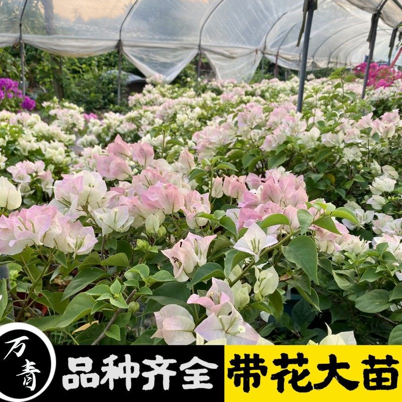三角梅盆b栽带花爬藤庭院植物老桩重瓣大苗四季开花绿樱红缨带花,鲜花速递/花卉仿真/绿植园艺,绿植,淘宝优惠券,粉丝福利购,淘宝优惠卷
