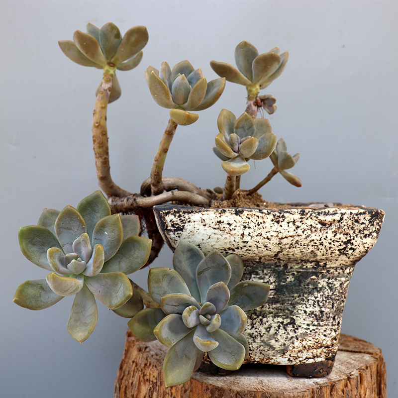 青月 麦饭石粗陶透气吸水多肉花盆大 白菊盆 R仙女杯群生盆 复古