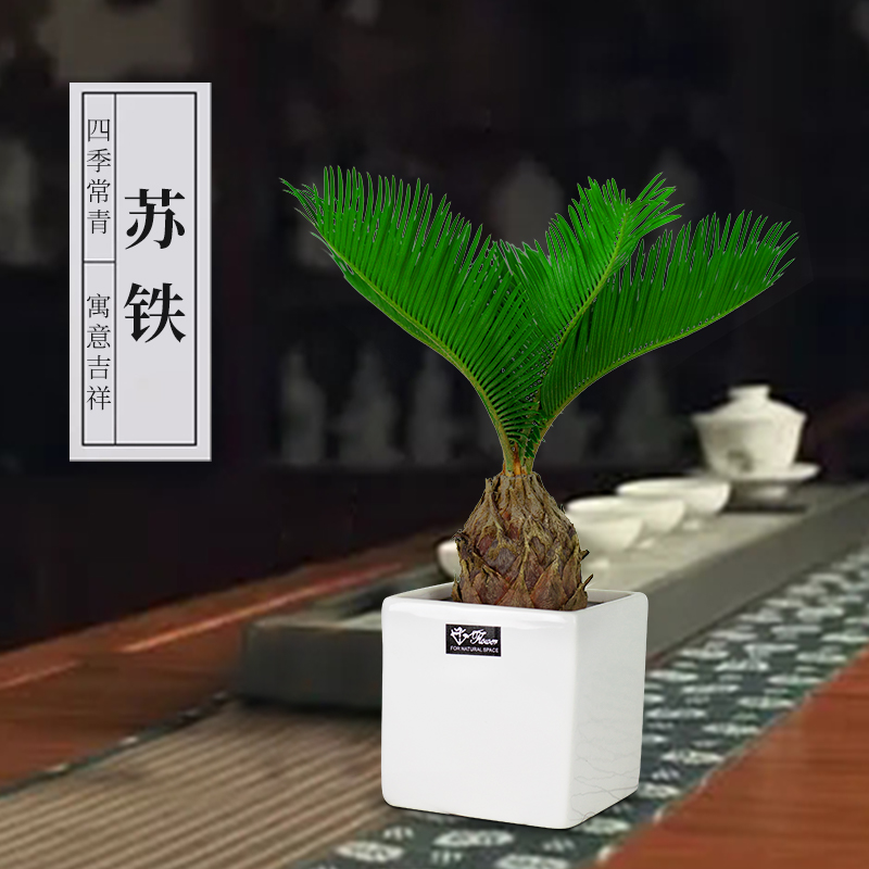 铁树苏铁小盆栽植物室内阳台办公室好H养易活花卉四季防辐射绿植