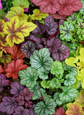 地被植物矾根e花苗室外田园盆栽庭院观叶草花户外地栽绿植花卉耐