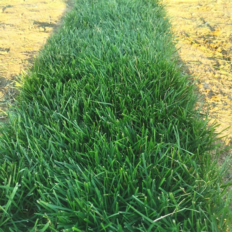 真草坪草皮带泥土庭院耐寒四季常青绿化植物果Q岭草马尼拉草坪种
