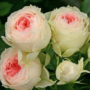 绒球门廊月季花苗四季开花浓香大花庭院阳台花卉植T物好养玫瑰盆