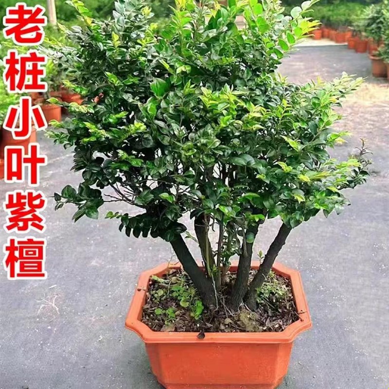 小叶紫檀盆景树桩植物室内阳台黑檀木吸K甲醛老桩盆栽四季常青绿