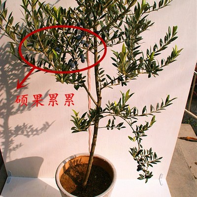 包活5年生油橄榄树桩基地直y销裸根保鲜包装带少量叶片易成活盆栽