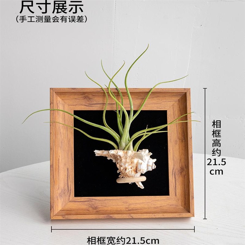 小森林 空气凤梨相框植物室内软装ins风家居装饰画W好养活桌面摆图片