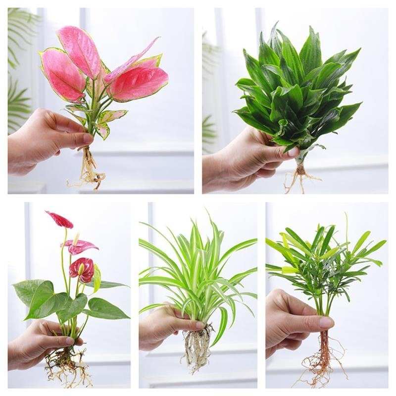 水培植物小型九里香盆栽花卉袖珍椰子小竹柏桌面吉利红办公桌绿植