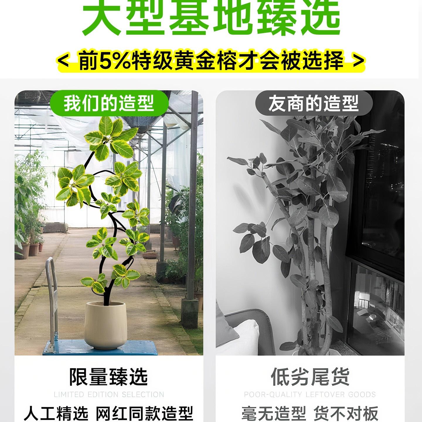 榕客厅绿植室内大盆栽感大型植物大气上档次落地真花