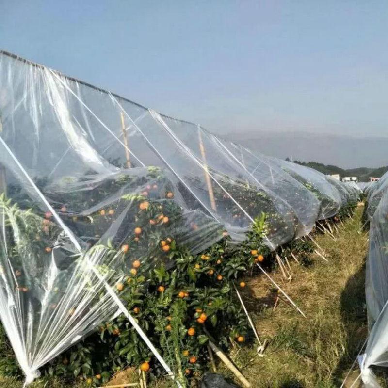 农业果膜砂糖橘防霜膜 透明聚乙烯金桔膜保温膜养殖大棚地膜