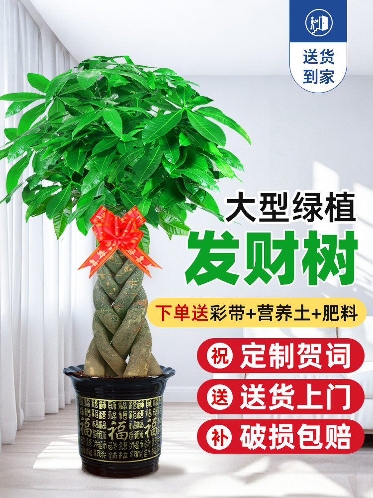 大型发财树客厅大盆栽2025新款五辫子办公室开业大棵绿植室内盆栽