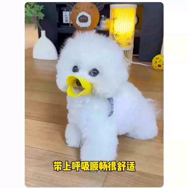 狗狗专用防咬防误食透气嘴套比熊