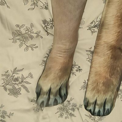 保暖小狗爪子棉袜狗爪袜子3D动物整蛊创意脚蹄猫爪狗爪立体仿真袜