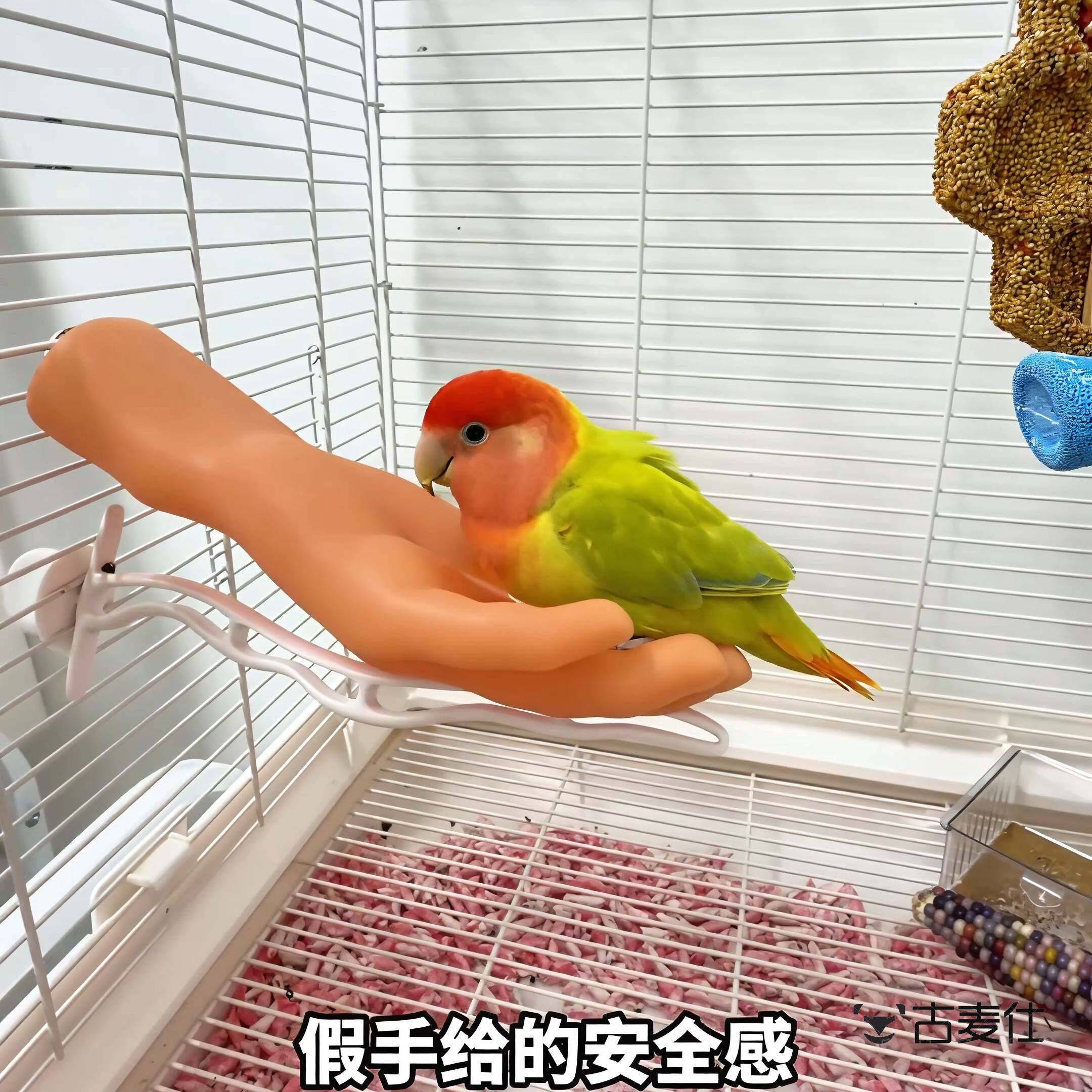 鹦鹉脱敏假手虎皮玄凤牡丹小太阳鹦鹉站台站杆鸟用品玩具搞怪手