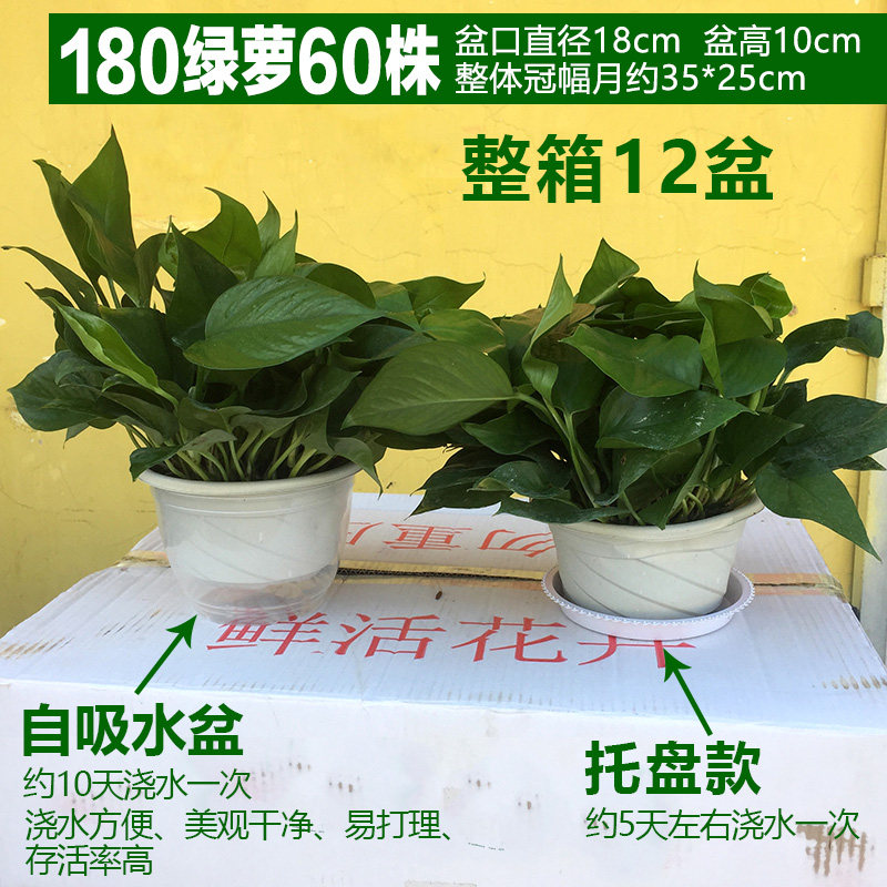 绿萝自吸水大叶绿航绿萝水培植物B绿植花卉盆栽室内吸甲醛净化空