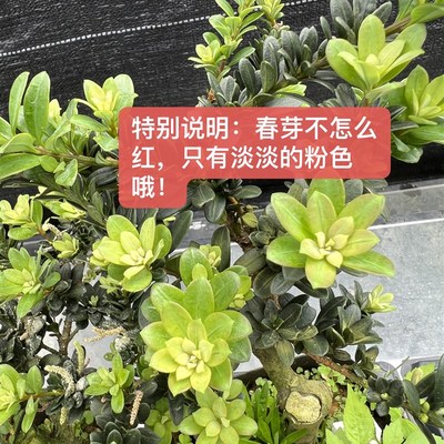 圆叶 红芽珍珠罗汉松 z红芽罗汉松 小品盆景盆栽