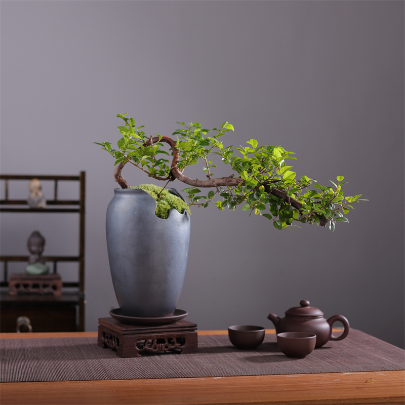 悬崖式雀梅盆景老桩植q物客厅书房茶几窗台阳台办公室绿植室内盆