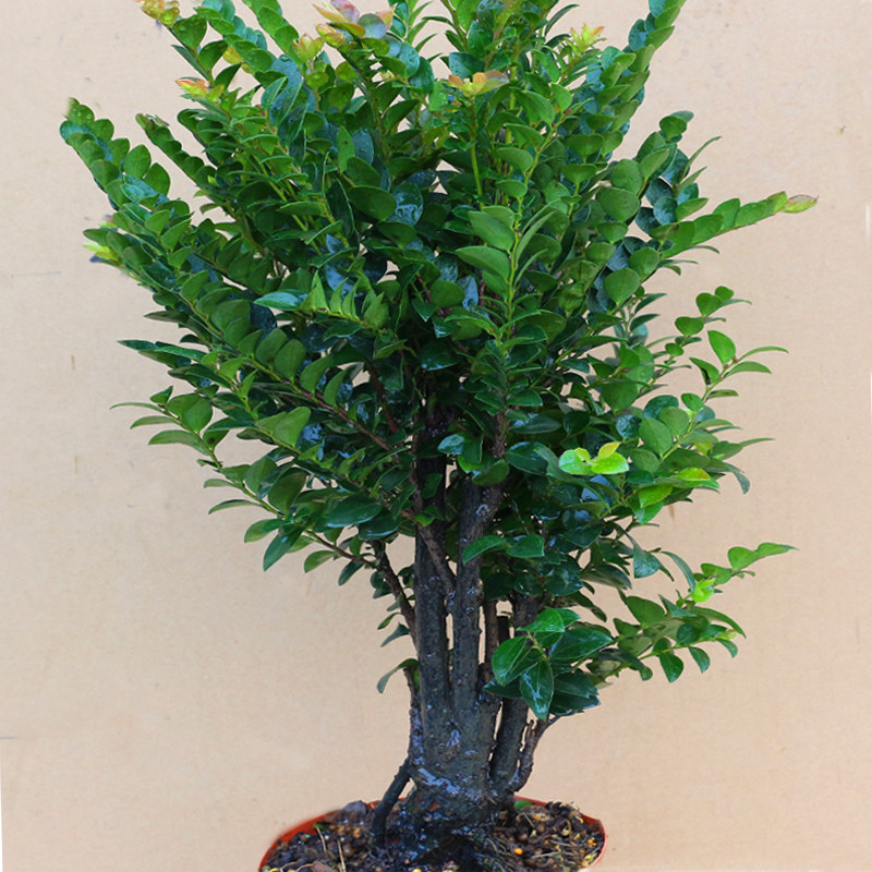 名贵小叶紫檀盆景树桩单头熟桩檀木D室内客厅桌面绿植盆栽花卉植,鲜花速递/花卉仿真/绿植园艺,绿植,淘宝优惠券,粉丝福利购,淘宝优惠卷