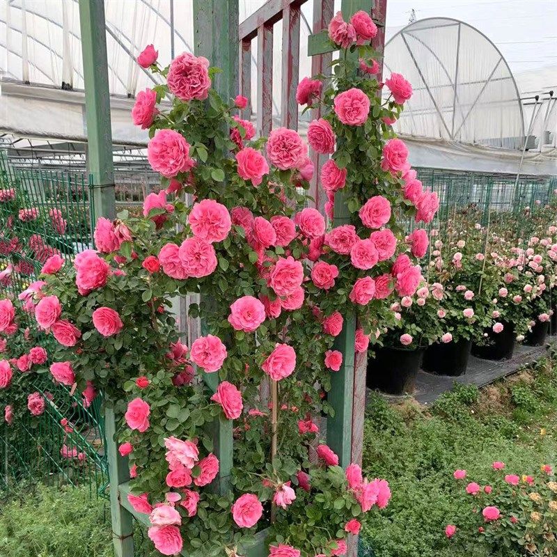 爬藤月季花苗四季开花p藤本月季盆栽室外庭院爬藤植物欧月玫瑰花,鲜花速递/花卉仿真/绿植园艺,时令草本花卉,淘宝优惠券,粉丝福利购,淘宝优惠卷