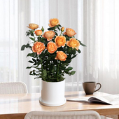 V开花 果汁阳台月季 花苗特大花欧月室内玫瑰花带花苞四季 花卉盆