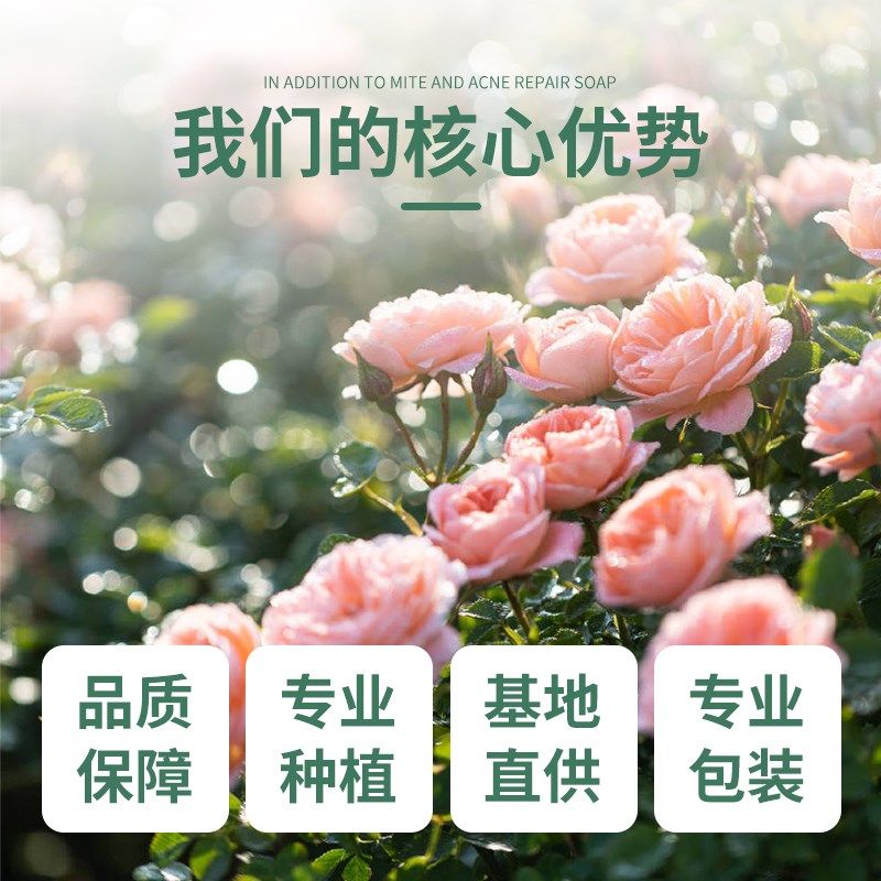 藤本月季蔷薇花苗爬藤四季开v花无刺玫瑰大苗植物庭院墙特大花浓,鲜花速递/花卉仿真/绿植园艺,月季/蔷薇/玫瑰,淘宝优惠券,粉丝福利购,淘宝优惠卷