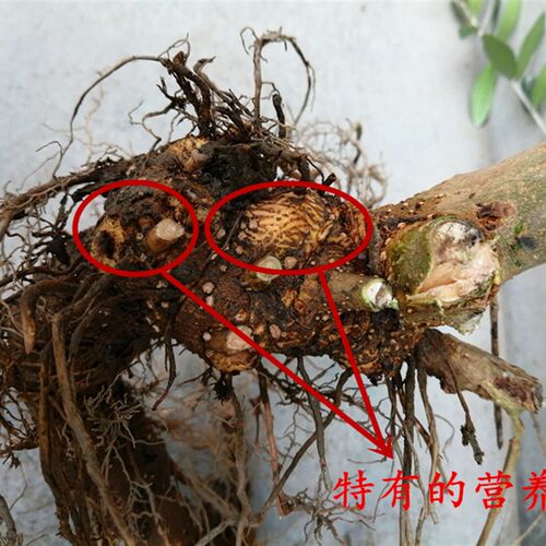 包活5年生油橄榄树桩基地直销裸根保F鲜包装带少量叶片易成活盆栽