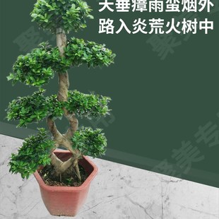 大型小叶榕树盆景S造型8字x型绿植盆栽室内庭院气根植物老桩花卉
