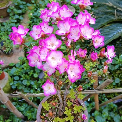 4月上新 皋月杜鹃k 深山雾岛 满月 鹤翁小叶小花 过花期  不带花