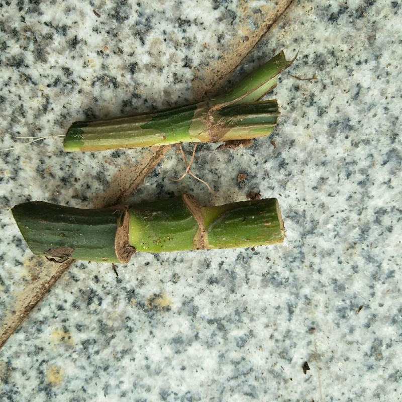 大叶绿萝【十颗插条】柱养爬藤垂盆绿萝苗圆你P一个DIY 盆景梦