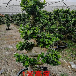 大型小叶榕树树桩 S造型榕树盆景盆栽 绿植室外庭院阳Z台观茎植物