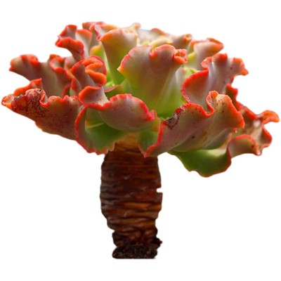 多肉植物超大高沙之舞老桩 4年超大粗杆子绿植窗台Y花卉客厅盆栽