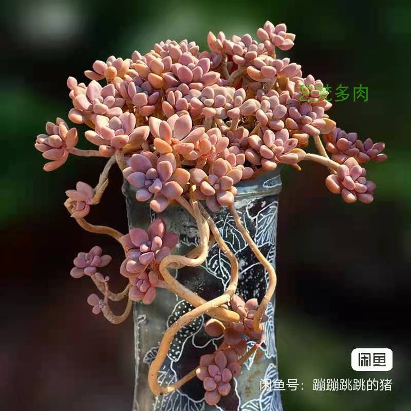 艾伦悬崖丸叶姬秋丽爆盆多肉x植物老桩一物一拍绿植大颗超大包邮,鲜花速递/花卉仿真/绿植园艺,多肉植物,淘宝优惠券,粉丝福利购,淘宝优惠卷