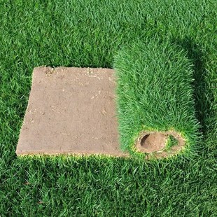 带泥土真草坪马尼拉带土四季青草皮百慕大L果岭草别墅庭院工程绿