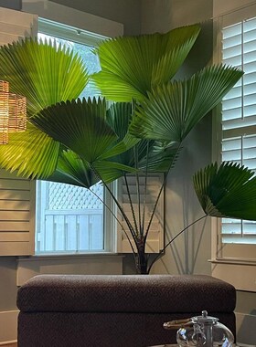 圆叶轴榈轴棕叶盆栽办公室内喜阴好养易活绿植isSn风热带植物雨林