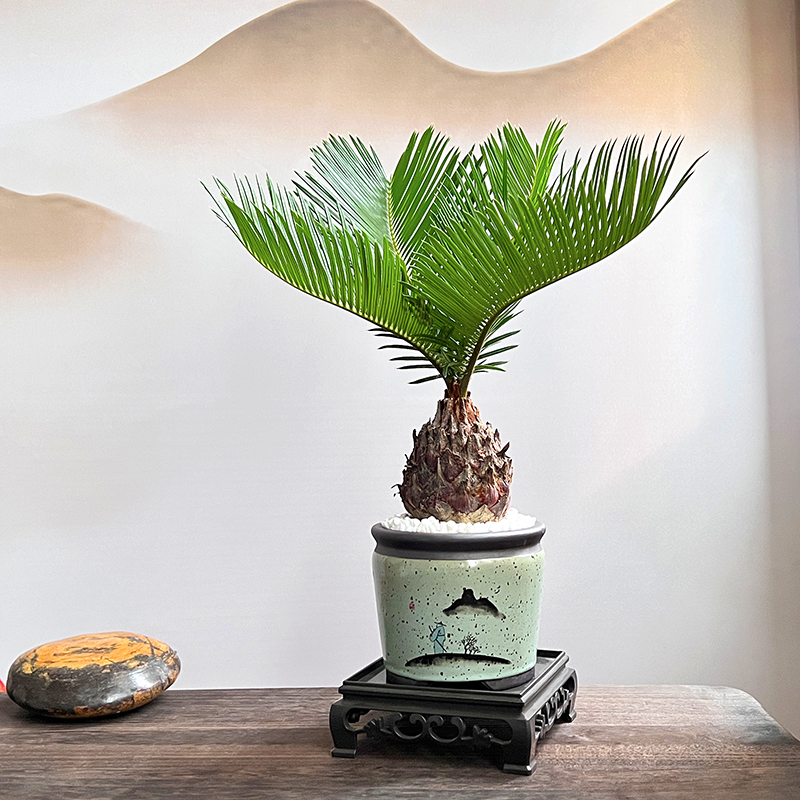 铁树盆栽植物室内花卉盆栽书房桌面办公I室绿植好养活中式苏铁盆
