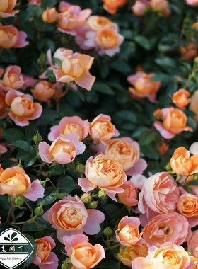 绿园美植 【6L中苗月季一物一拍】 阳台庭T院爬藤拱门地栽