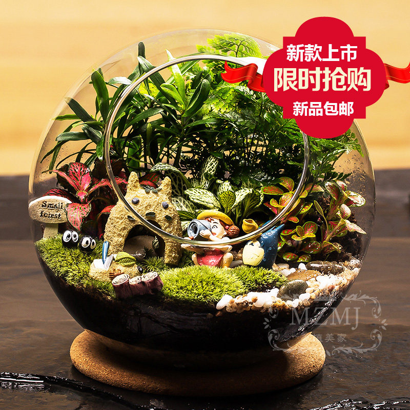 苔藓微景观生态斜口瓶r龙猫迷你植物创意绿植盆栽教师节礼物包邮