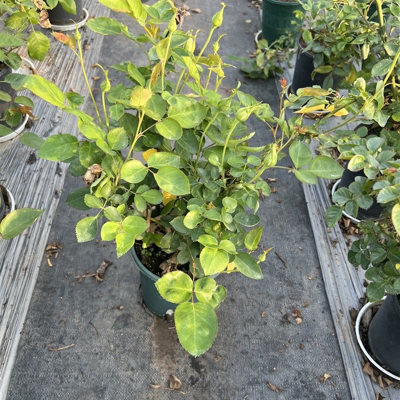 河本乐柏一加仑扦插中苗J(不是天宫公主),鲜花速递/花卉仿真/绿植园艺,月季/蔷薇/玫瑰,淘宝优惠券,粉丝福利购,淘宝优惠卷