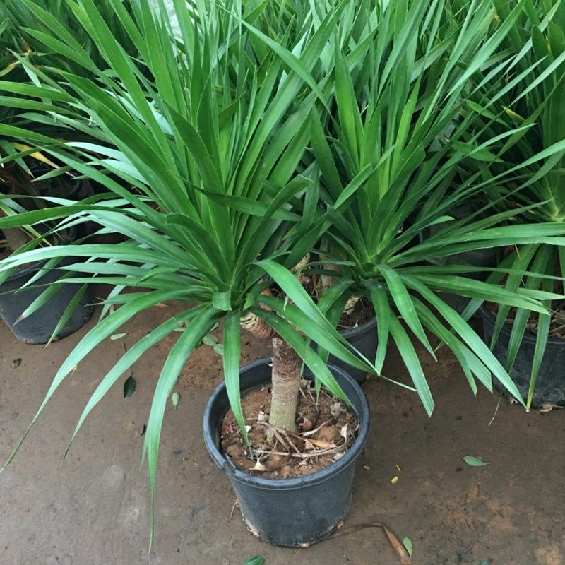 大型绿植龙须f树多头龙血树龙铁树室内客厅盆栽花卉植物办公室盆