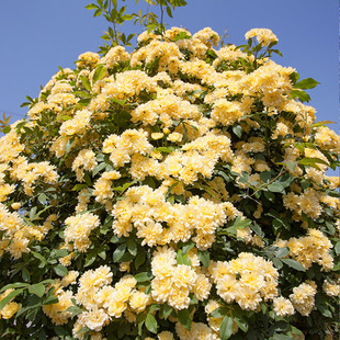 重瓣黄木香常h绿无刺藤本花卉攀爬花苗庭院室外花架拱门爬藤植物
