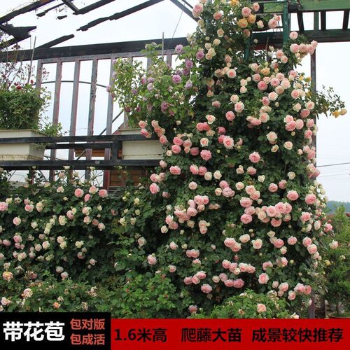 【1米5大苗】蔷薇花苗藤本月季特大花爬K藤植物四季开花卉盆栽玫